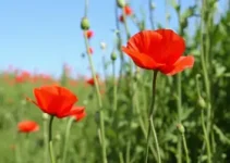 Flor Papoula